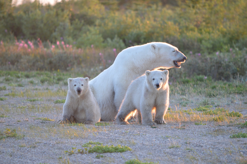 Summer polar bear family. Nanuk Polar Bear Lodge.