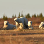 Group of polar bears hanging out together at Nanuk Polar Bear Lodge.