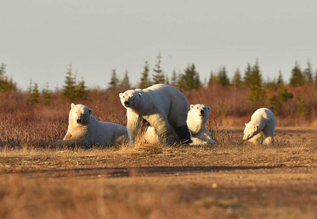 Group of polar bears hanging out together at Nanuk Polar Bear Lodge.