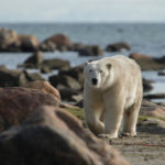 Summer polar bear in the rocks. Seal River Heritage Lodge.