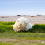 Monday feeling. Nanuk Polar Bear Lodge. Travel for Wildlife photo.