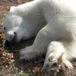 Summer polar bear relaxing. Nanuk Polar Bear Lodge.