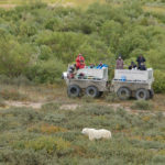 Guests photographing polar bear from Rhino. Nanuk Polar Bear Lodge. Charles Glatzer photo.