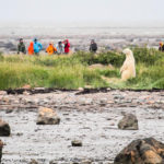 Summer polar bear and guests. Seal River Heritage Lodge.