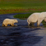 Summer polar bear mom and cubs crossing creek. Nanuk Polar Bear Lodge.