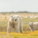 Summer polar bear mom and cub. Nanuk Polar Bear Lodge. Robert Postma photo.