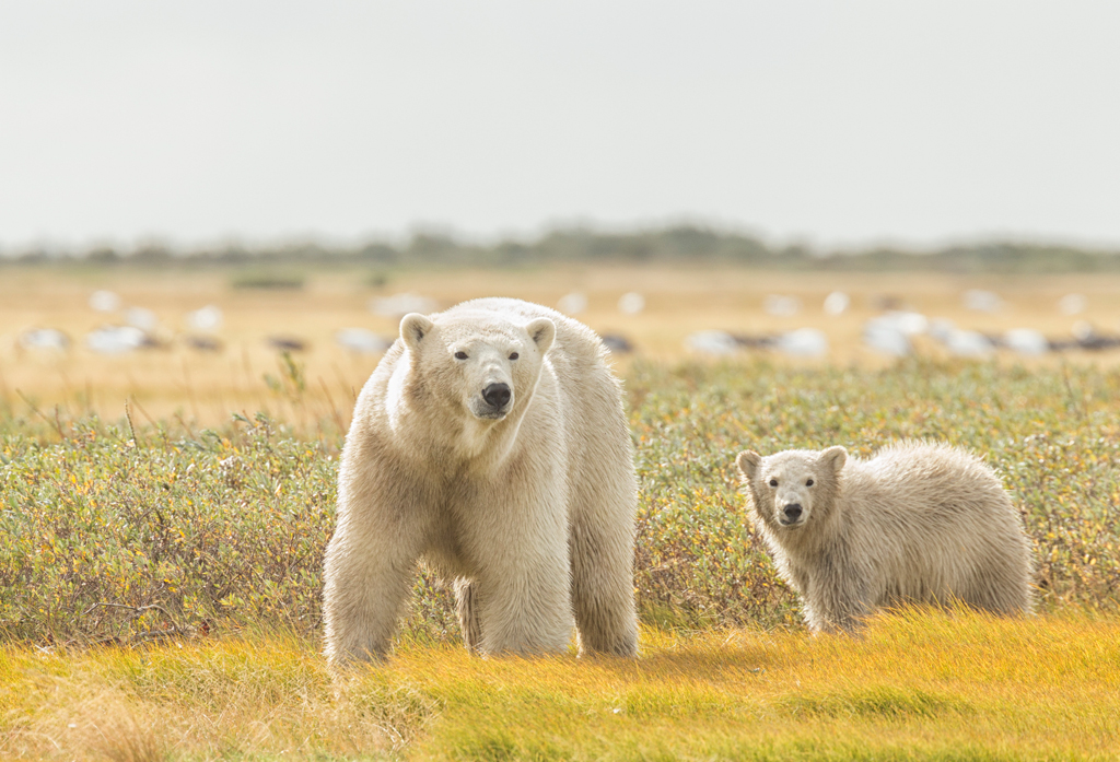 Summer polar bear mom and cub. Nanuk Polar Bear Lodge. Robert Postma photo.