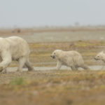 Summer polar bear mom and cubs. Nanuk Polar Bear Lodge. Robert Postma photo.