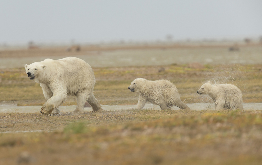 Summer polar bear mom and cubs. Nanuk Polar Bear Lodge. Robert Postma photo.