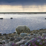 Summer polar bear on the Hudson Bay coast. Michael Poliza photo.