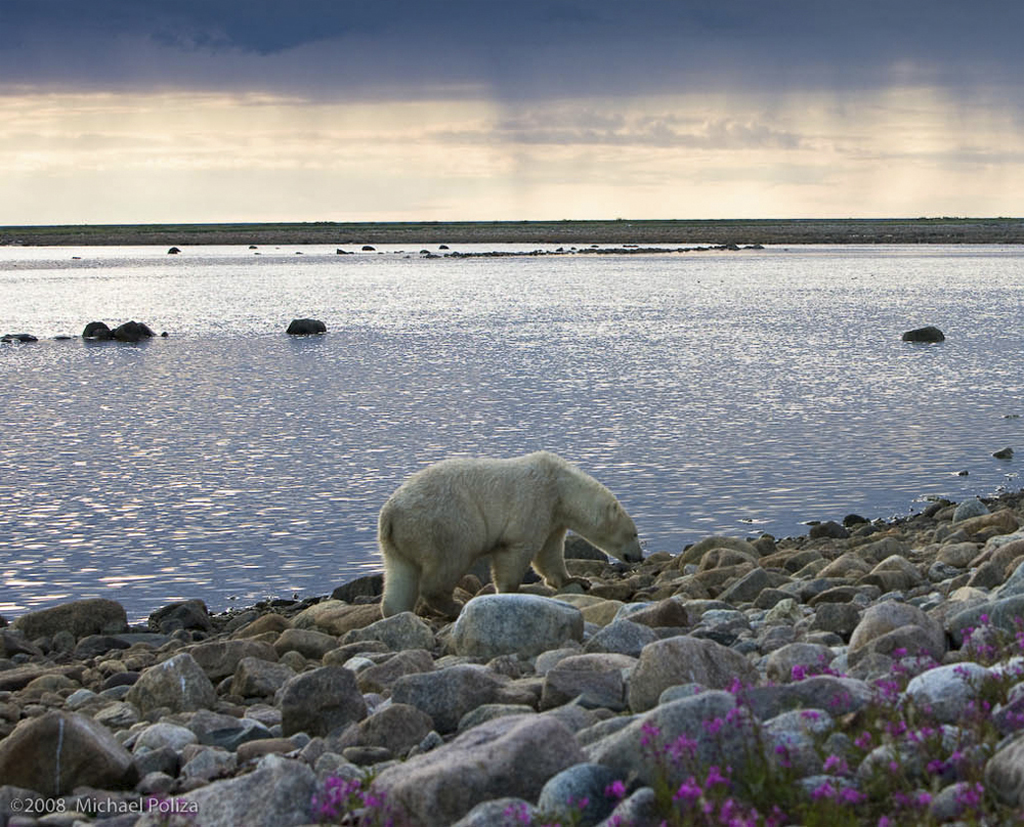 Summer polar bear on the Hudson Bay coast. Michael Poliza photo.