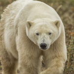 Summer polar bear. Robert Postma photo.