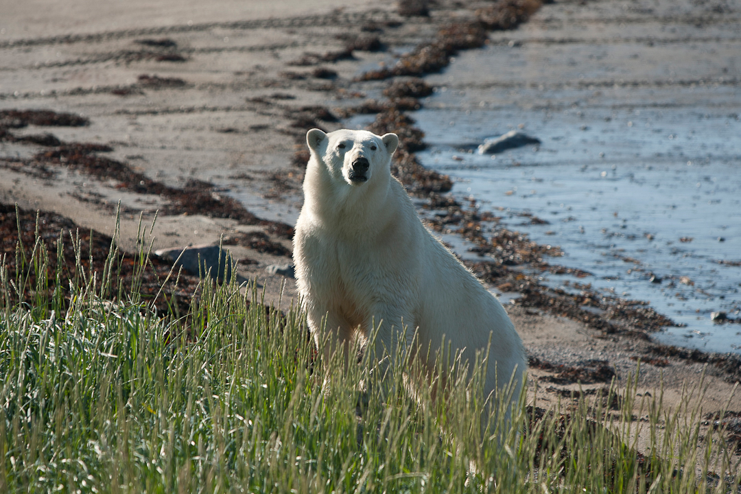 Curious polar bear. Seal River Heritage Lodge. Richard Voliva photo.