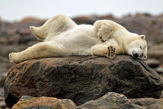 Polar bear nap on the rocks. Seal River Heritage Lodge.