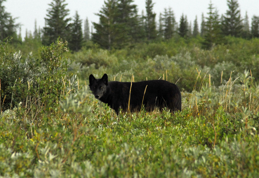 Black wolf at Nanuk Polar Bear Lodge.