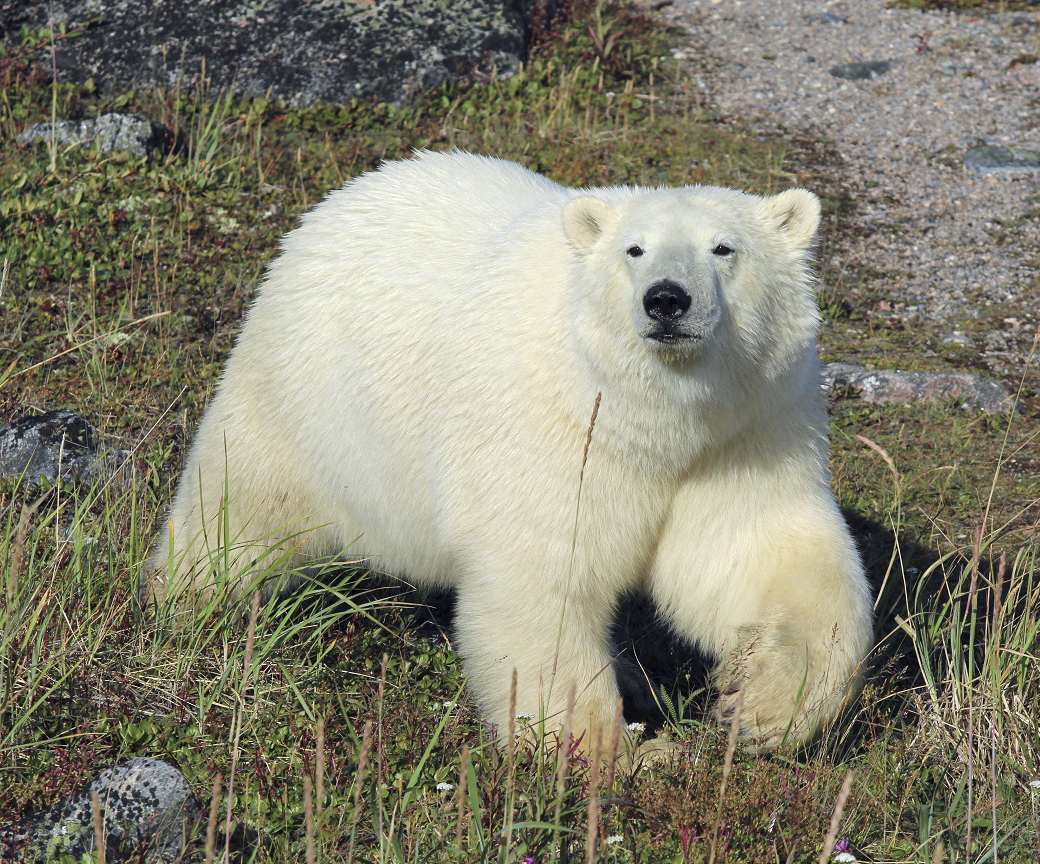 Curious polar bear cub at Seal River Lodge. Quent Plett photo. 