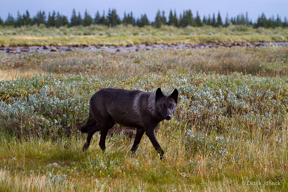 Wolf at Nanuk Polar Bear Lodge. Didrick Johnck photo.