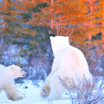 Mom and cubs. Nanuk Polar Bear Lodge.