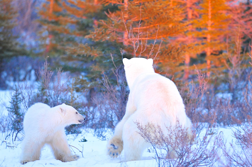 Mom and cubs. Nanuk Polar Bear Lodge.