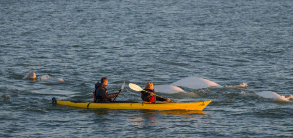 Kayaking with belugas in the Hudson Bay>