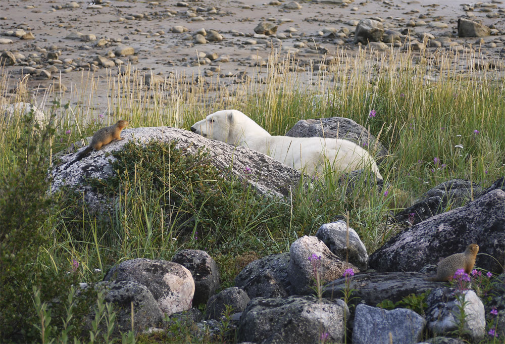 Sik sik watches polar bear (very closely) at Seal River Heritage Lodge.