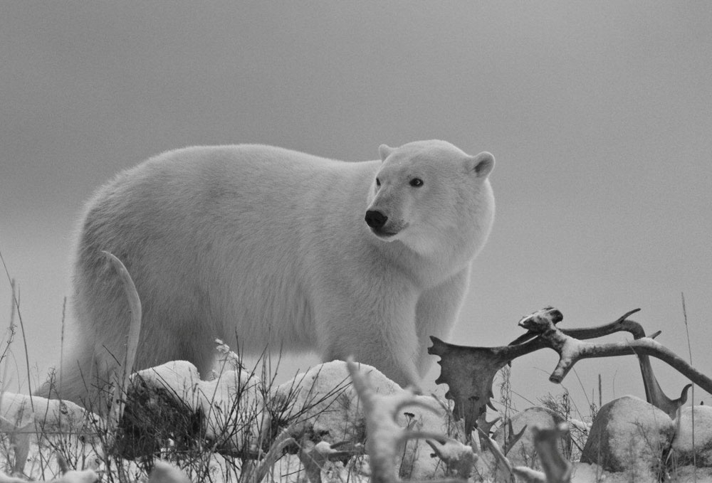 White, grey and black polar bear photo. Seal River Heritage Lodge.