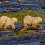 Polar bear cubs crossing the river at Nanuk Polar Bear Lodge.