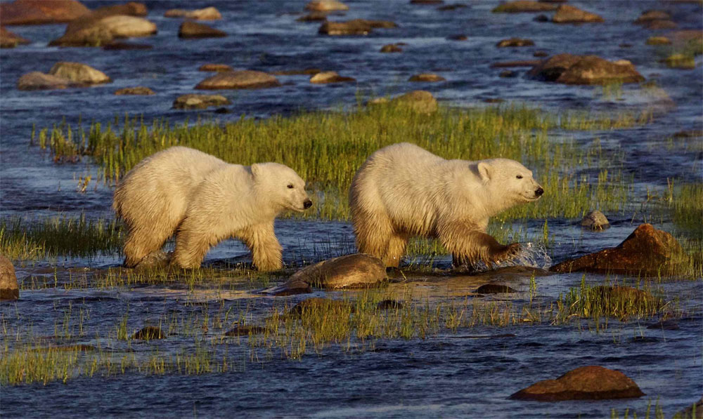 Polar bear cubs crossing the river at Nanuk Polar Bear Lodge.