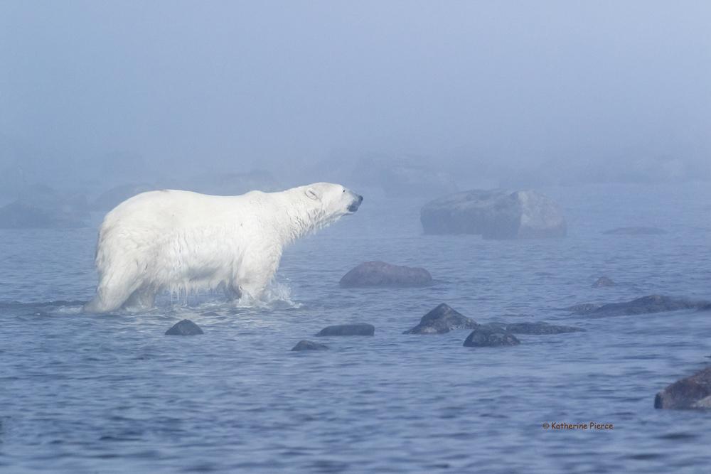 Polar bear in the fog at Seal River. Kathy Pierce photo.