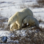 Polar bear mom and cubs. Dymond Lake Ecolodge.
