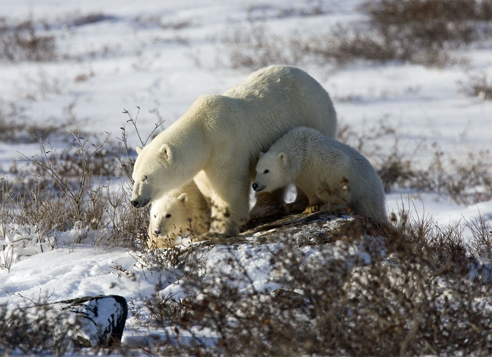 Polar bear mom and cubs. Dymond Lake Ecolodge.