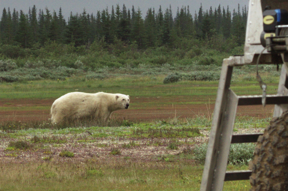 Polar bear warily watches Rhino at Nanuk. Build Films photo.