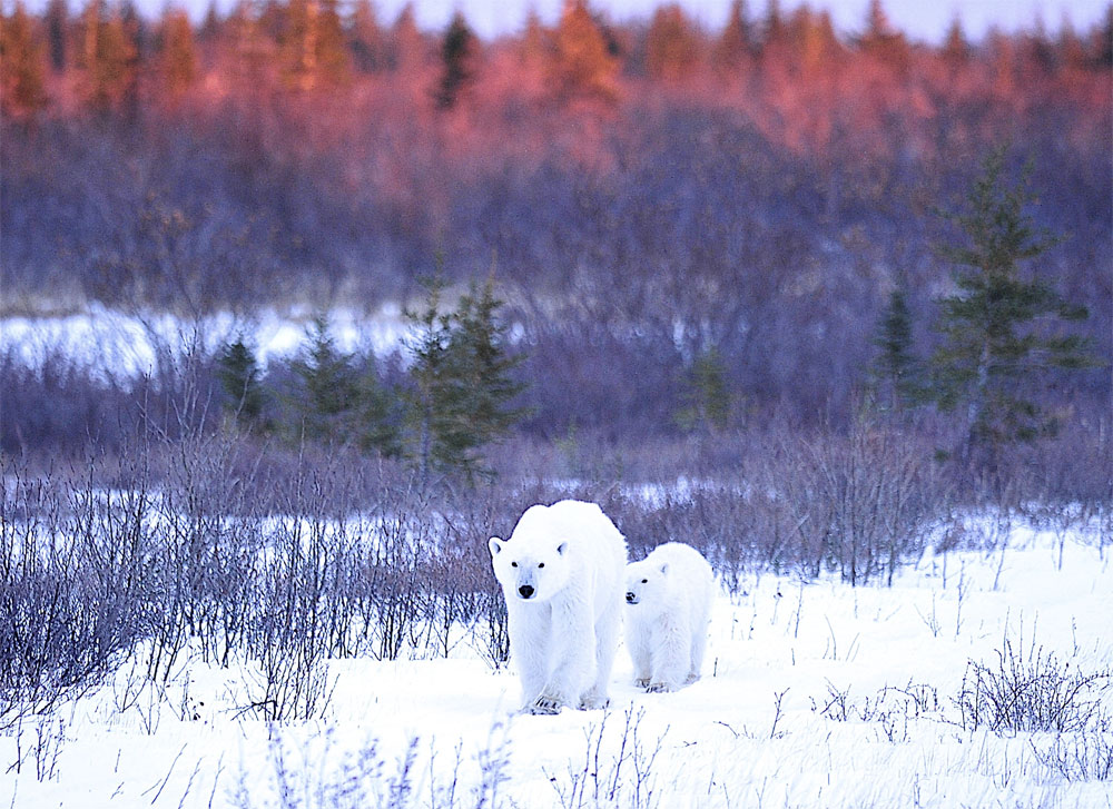 Polar bear Mom and cub at Nanuk Polar Bear Lodge. Photo courtesy of Ian Johnson Safaris and Photography.