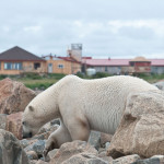 Polar bear in the rocks in front of Seal River Heritage Lodge. Dennis Fast photo.