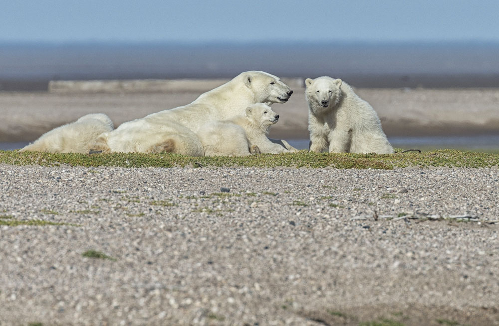 Polar bear lounging with cubs on sandbar. Nanuk Polar Bear Lodge. Robert Postma photo.