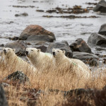 Three polar bears. Seal River Heritage Lodge.