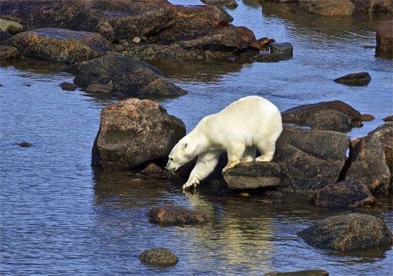 Polar bear testing the water. Seal River Heritage Lodge.
