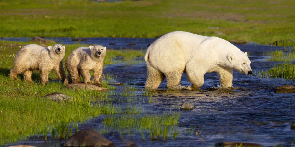 Polar bear cubs with Mom eye photographers at Nanuk Polar Bear Lodge.