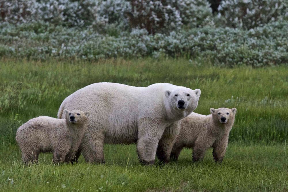 Polar bear family at Nanuk Polar Bear Lodge.