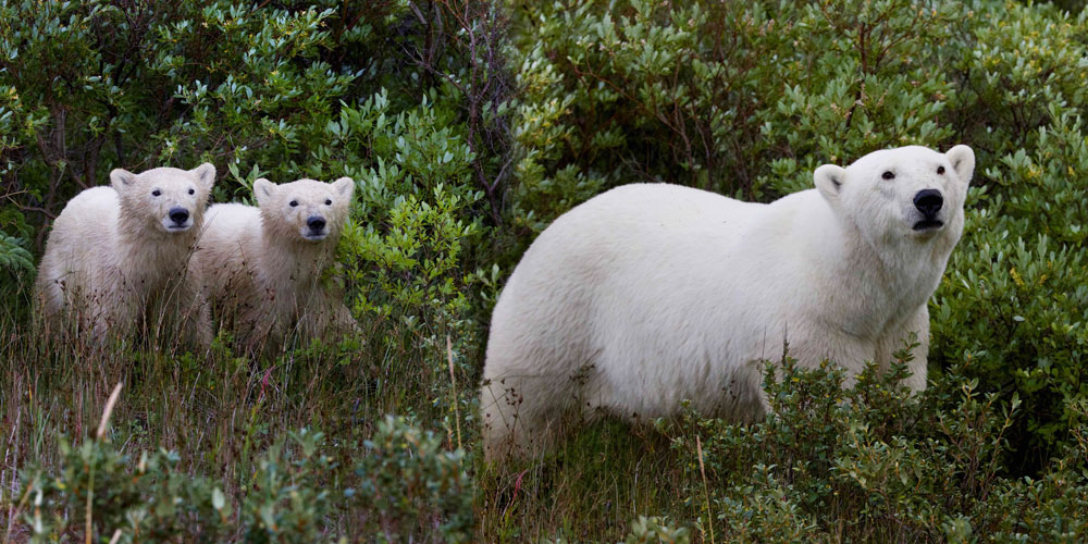 Polar bear Mom and cubs emerge from bushes at Nanuk Polar Bear Lodge.