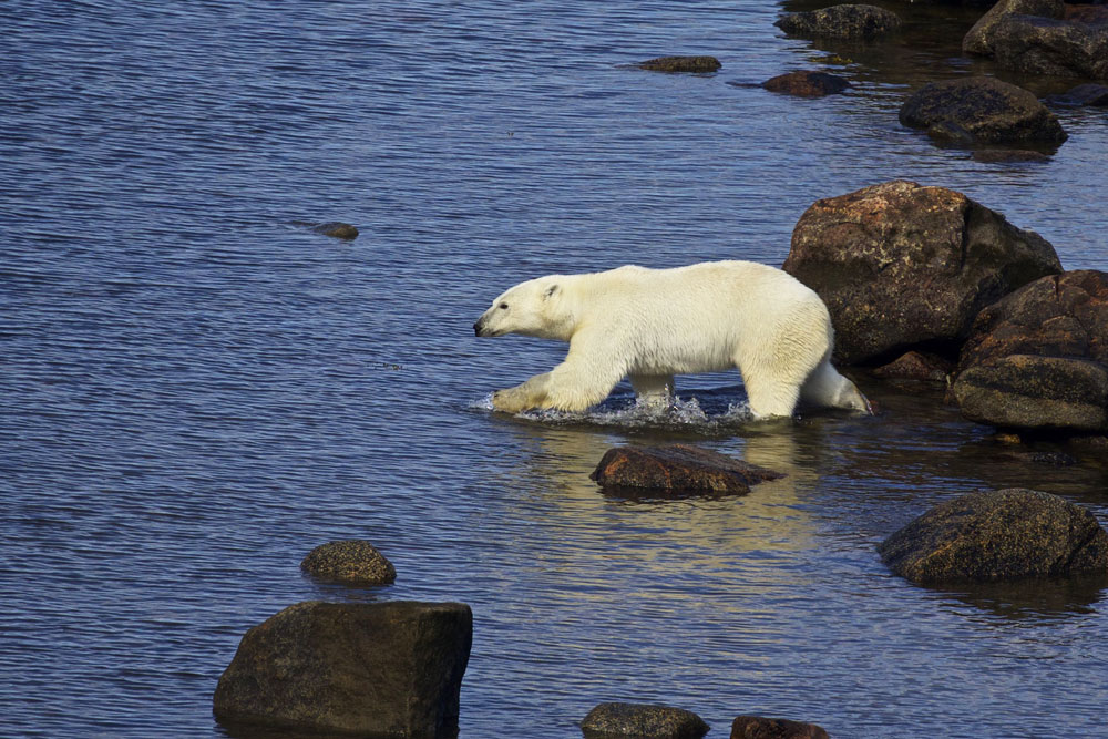 Polar bear heads into the sea at Fireweed Island.