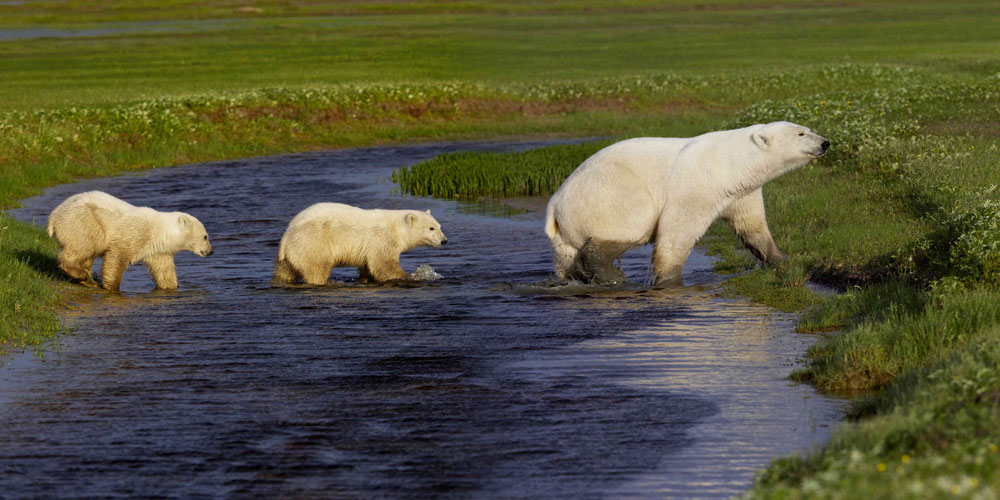 Polar bear cubs follow Mom across creek at Nanuk Polar Bear Lodge.