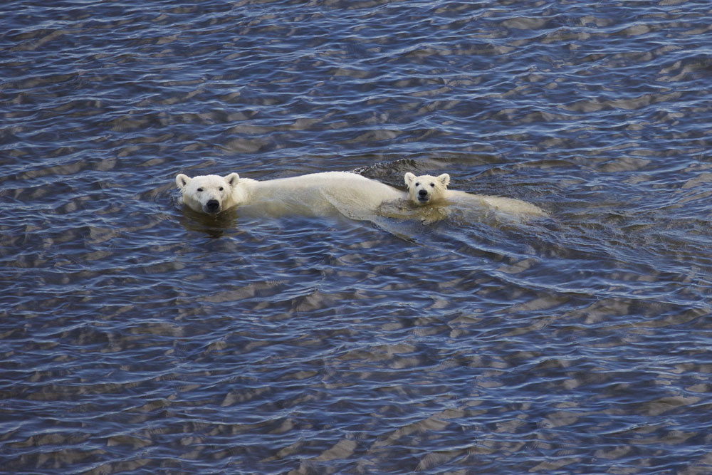 Polar bear Mom and cub swimming near Fireweed Island.