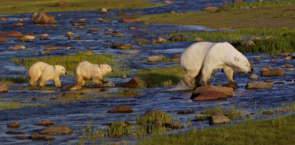 Polar bears crossing creek at Nanuk Polar Bear Lodge.