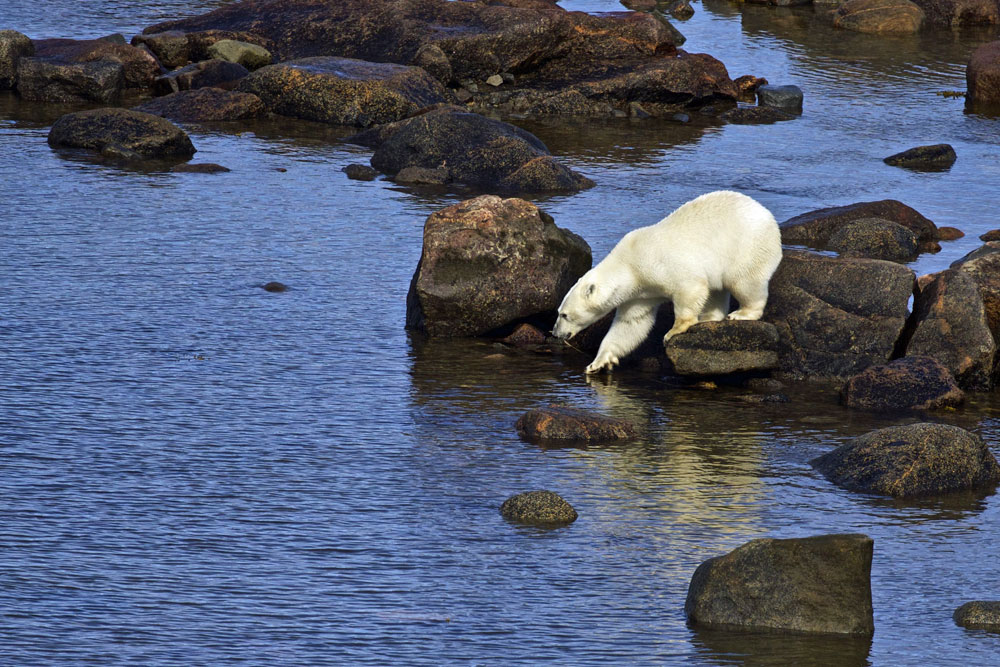 Polar bear testing the waters at Fireweed Island.
