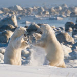 Polar bears sparring at Dymond Lake Ecolodge.