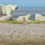 Polar bear mom and cubs. Nanuk Polar Bear Lodge. Arctic Discovery.