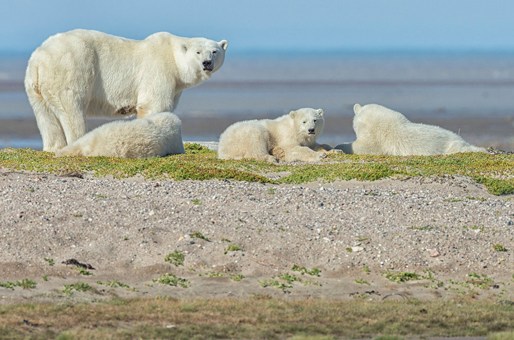 Polar bear mom and cubs. Nanuk Polar Bear Lodge. Arctic Discovery.