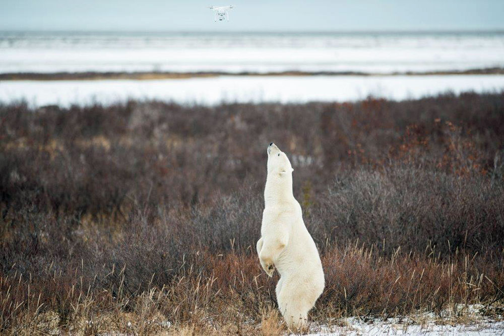 Polar bear checking out drone at Nanuk Polar Bear Lodge. Zach Doleac photo.