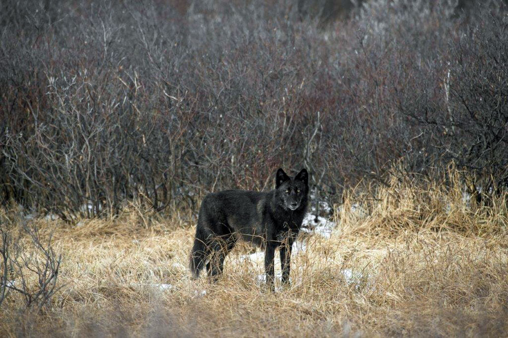 Black wolf at Nanuk Polar Bear Lodge. Zach Doleac photo.